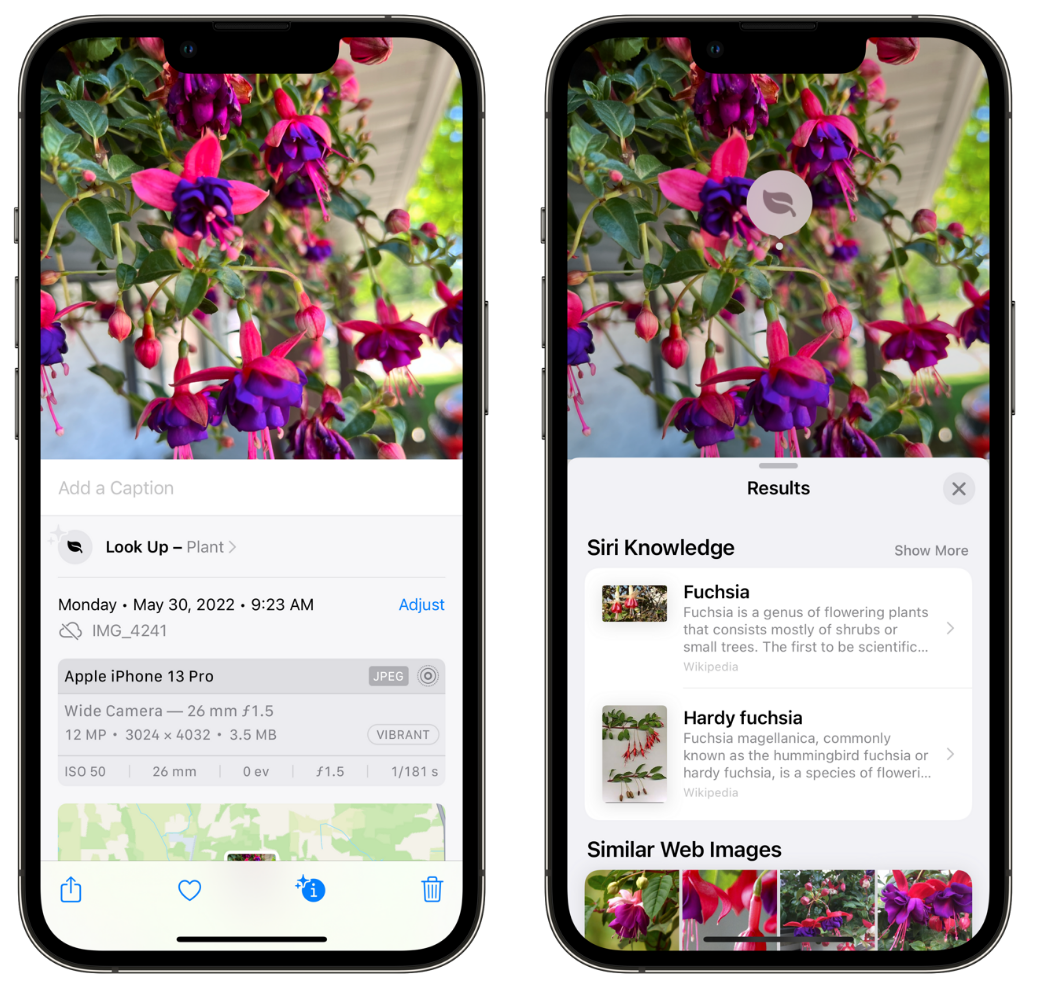 德兴苹果手机维修分享小技巧：使用 iPhone 相机识别花卉植物 